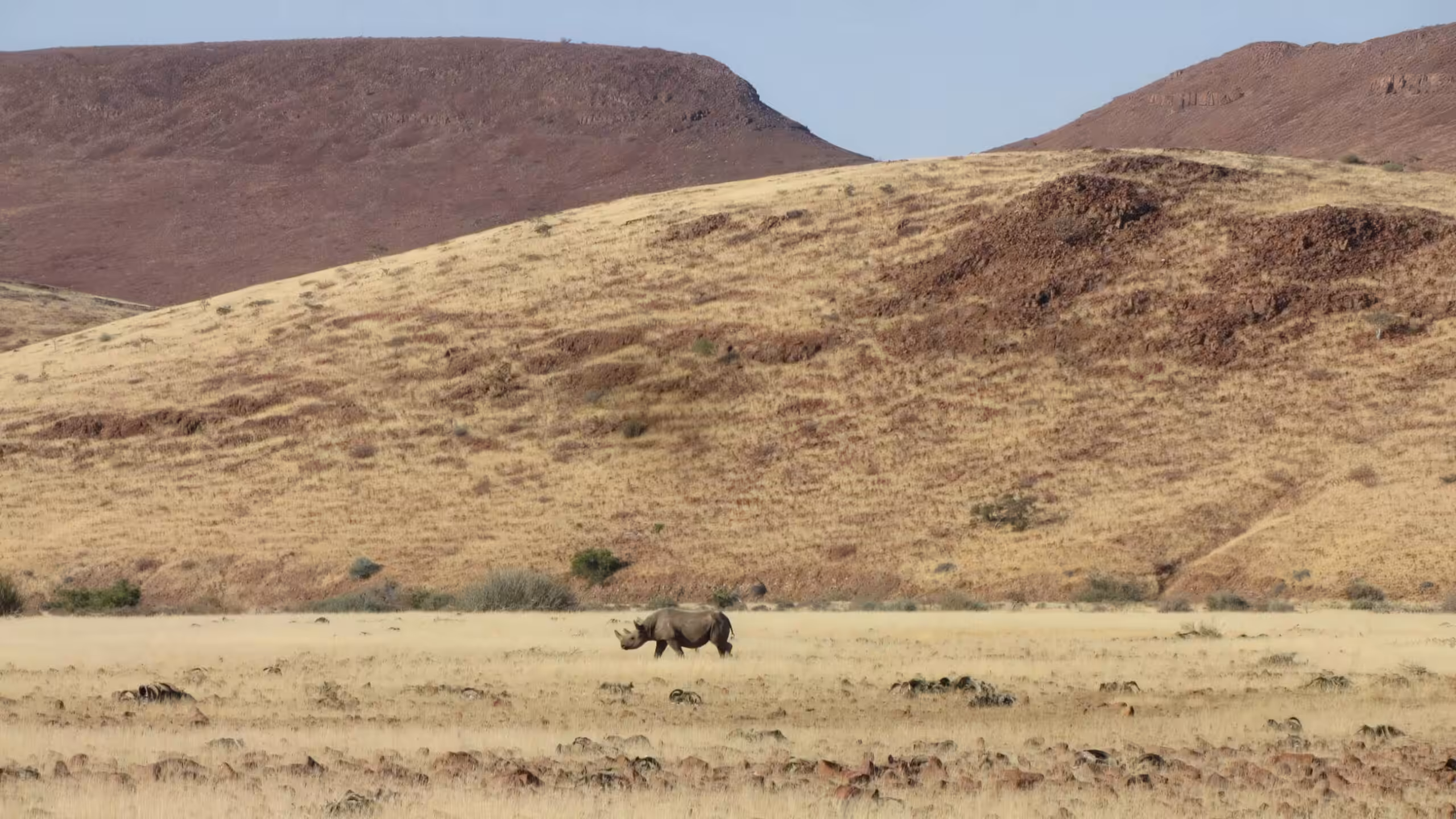 A black rhino is spotted by a patrol.