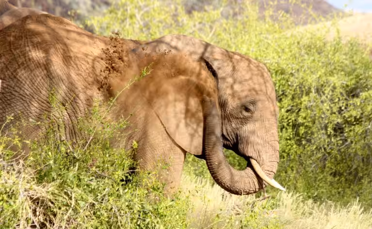 An elephant enjoying a mud bath amongst green vegetation.