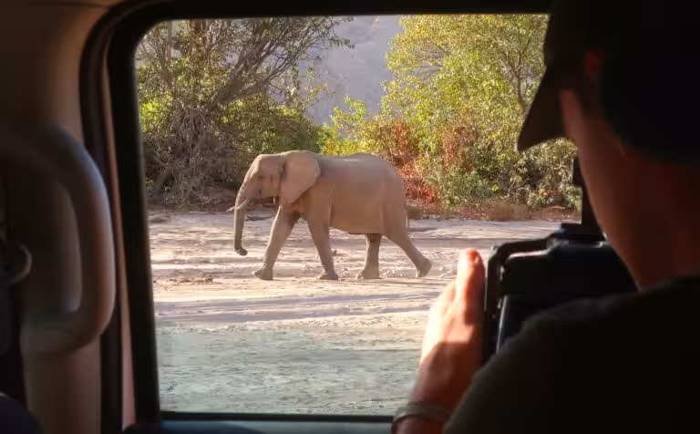 A tourist in a bakkie taking a photo of an elephant walking past.