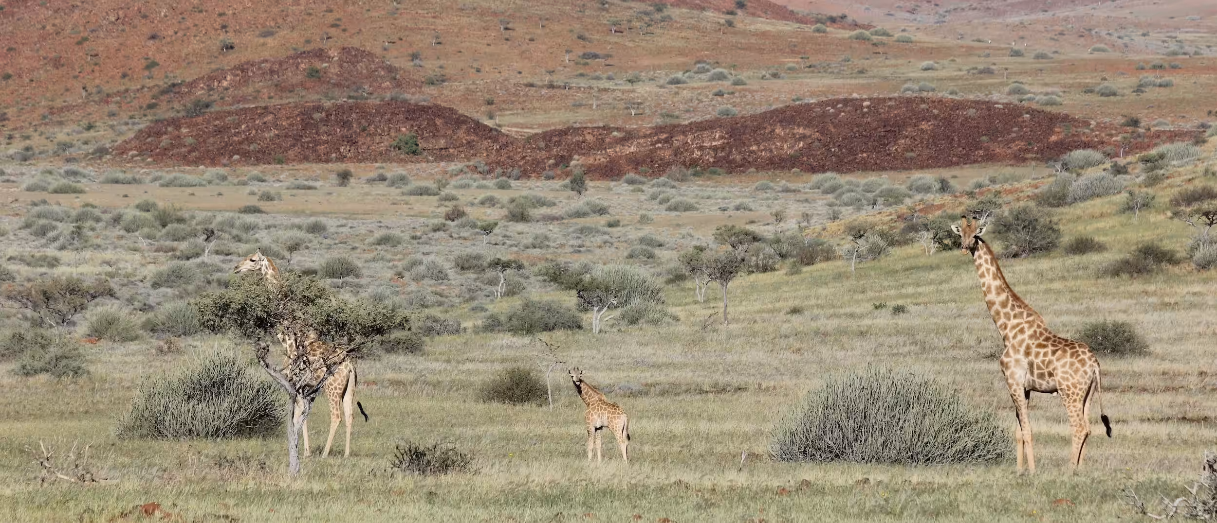 A family of giraffe in a green and red landscape.