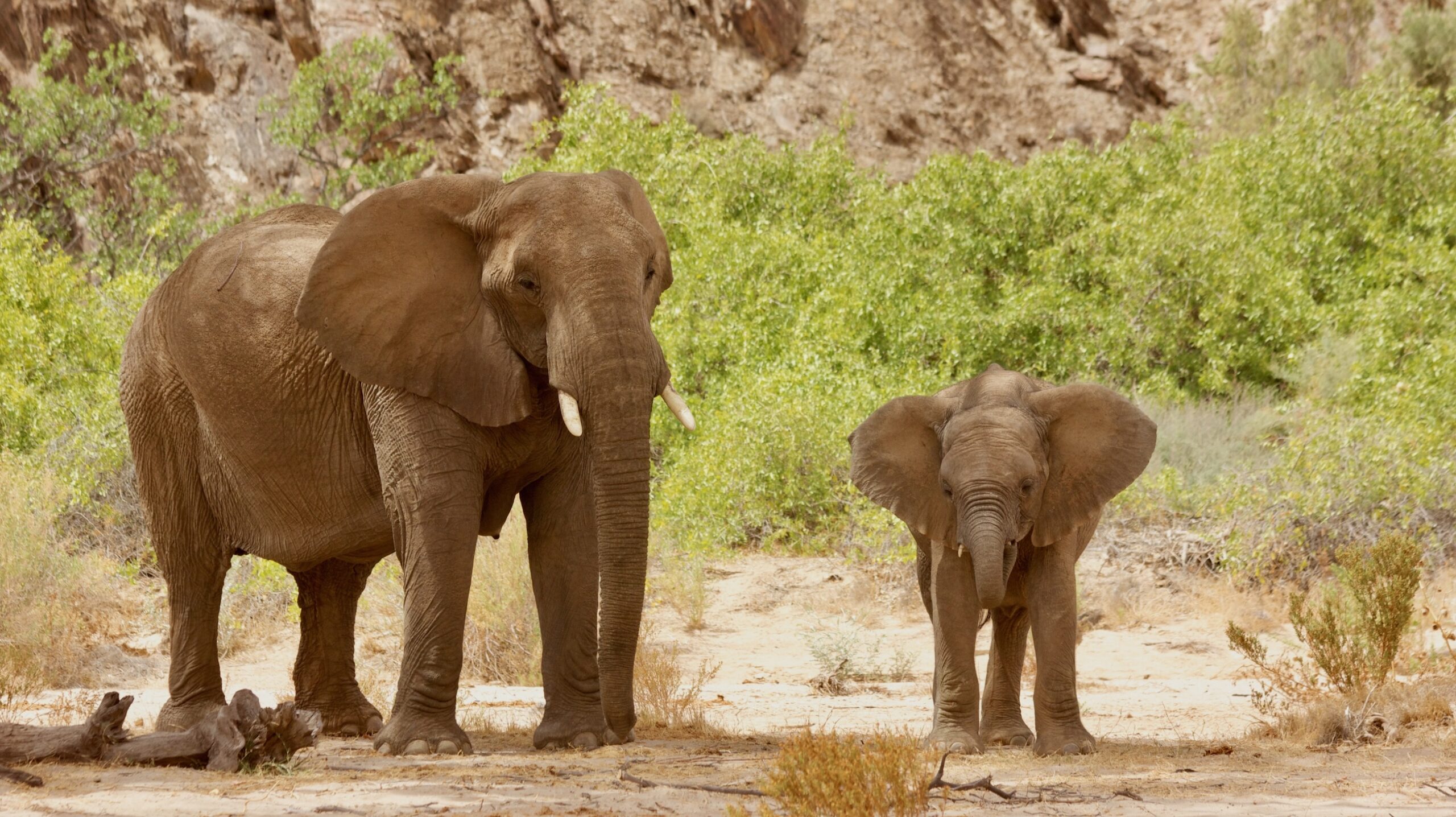An elephant and calf in front of green vegetation in a dry riverbed.