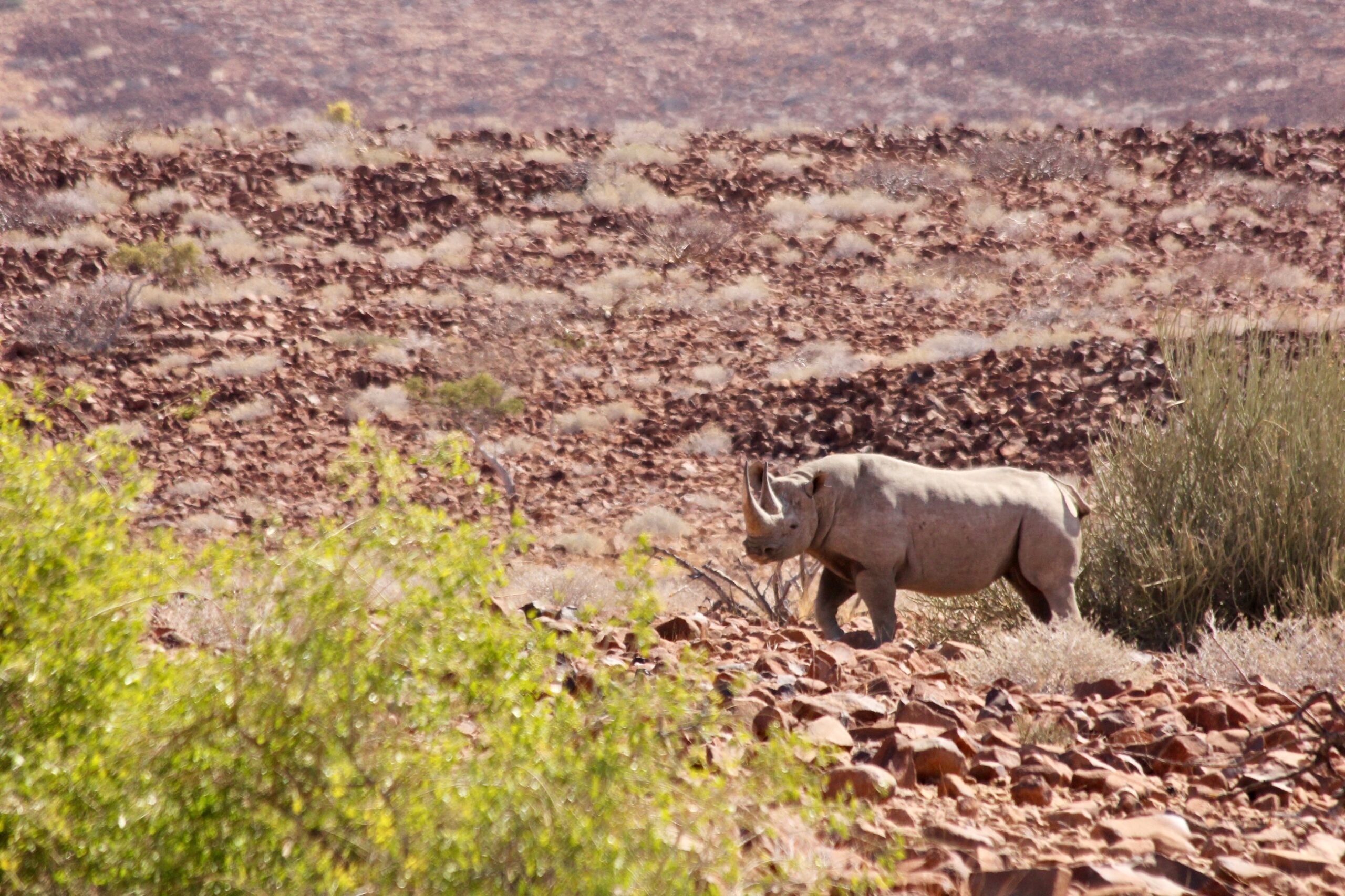 A black rhino walks across a red rocky landscape.