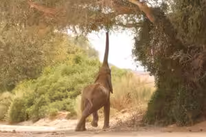 An elephant reaches high up to get a tasty seed pod from a tree.