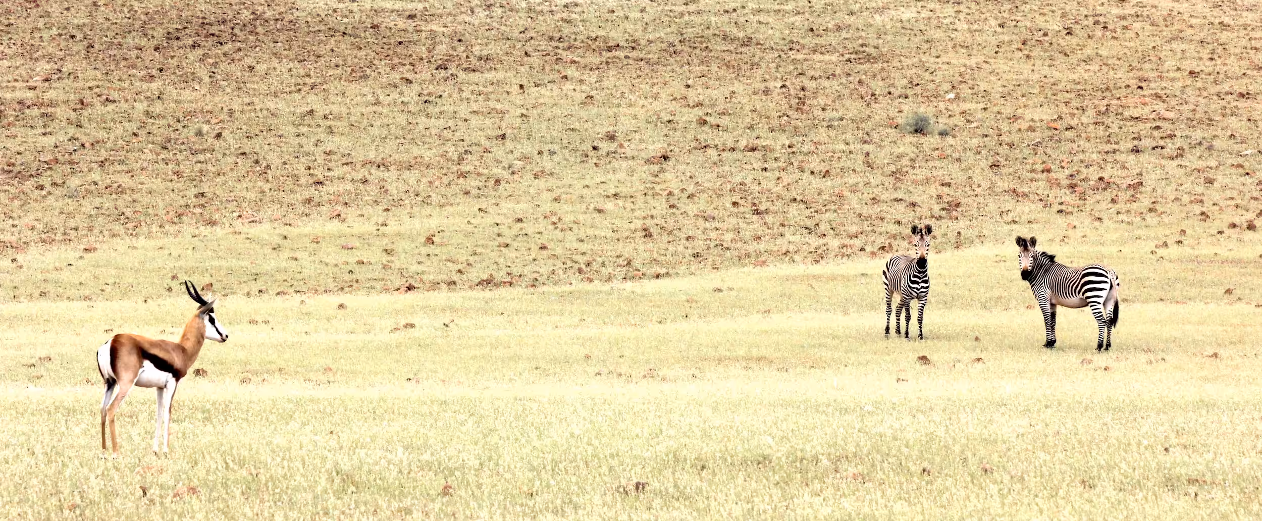 A springbok and two zebra in a grassy field.